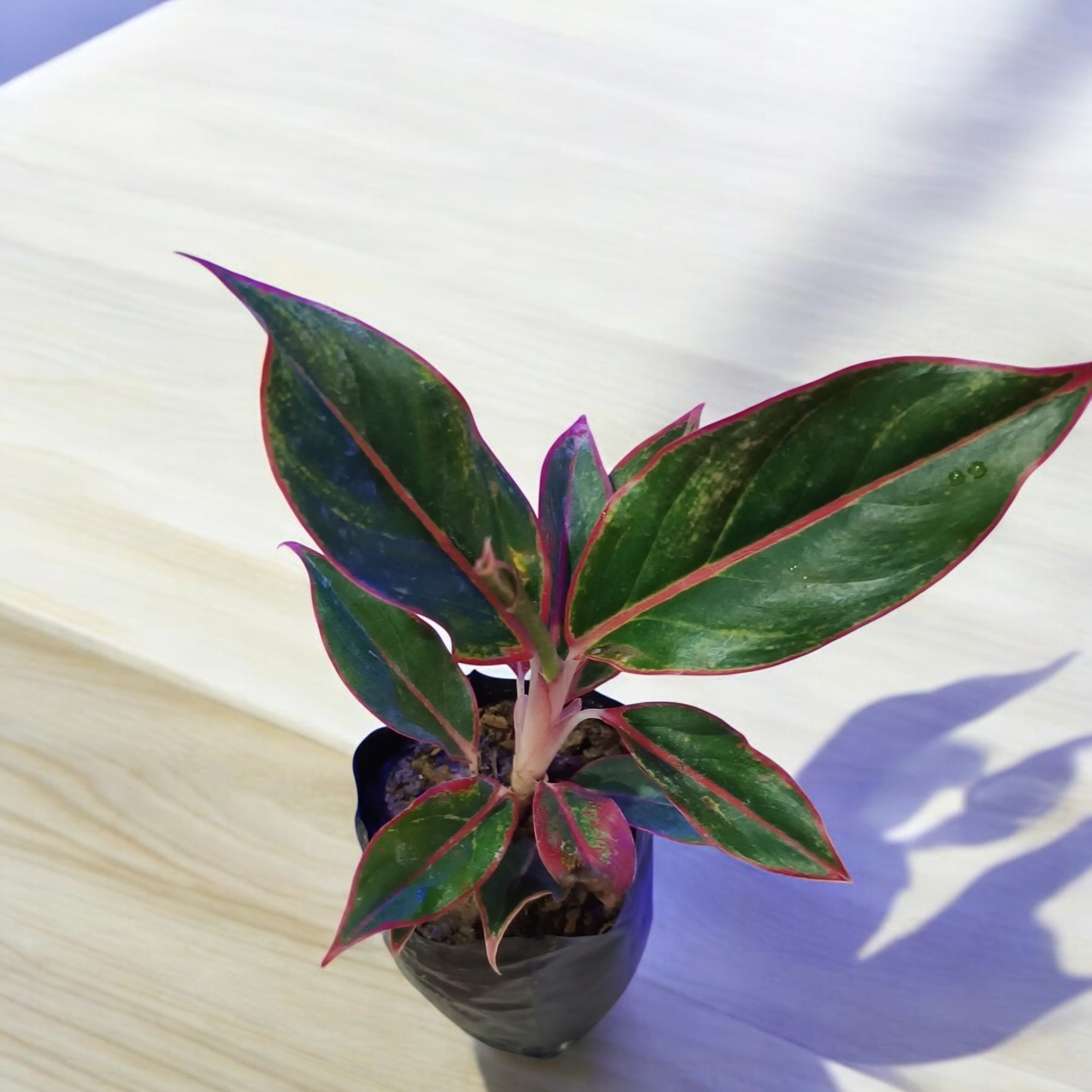 Aglaonema Red Plant (Lipstick Plant) for Indoor